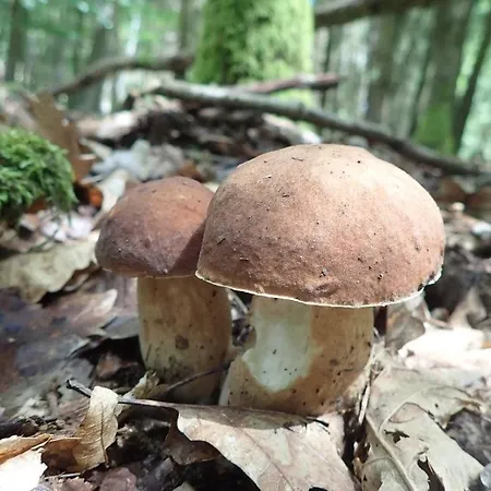 Utulny Na Slapech * Cim