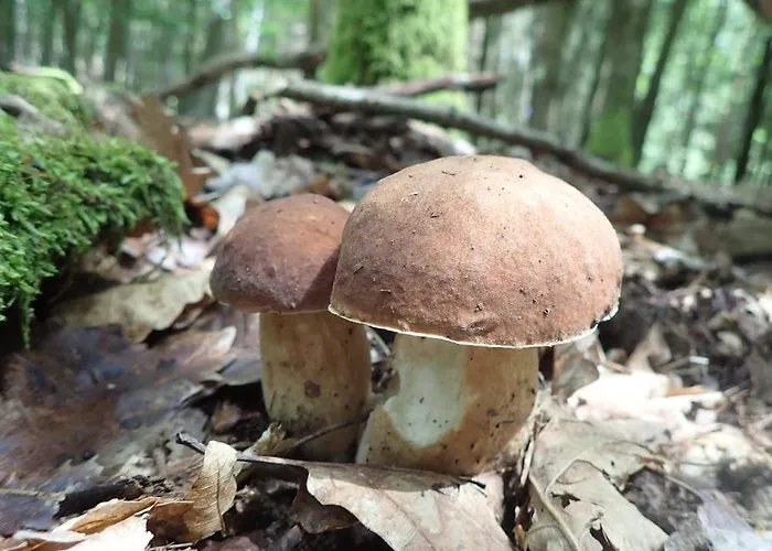 Utulny Na Slapech * Cim